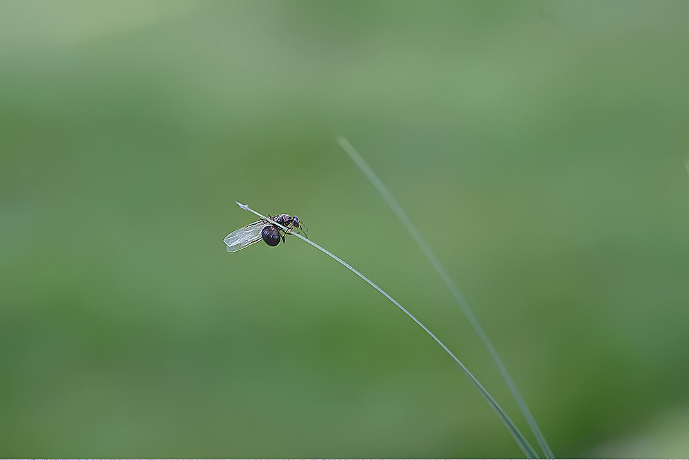 Sipelgas enne lendutõusmist